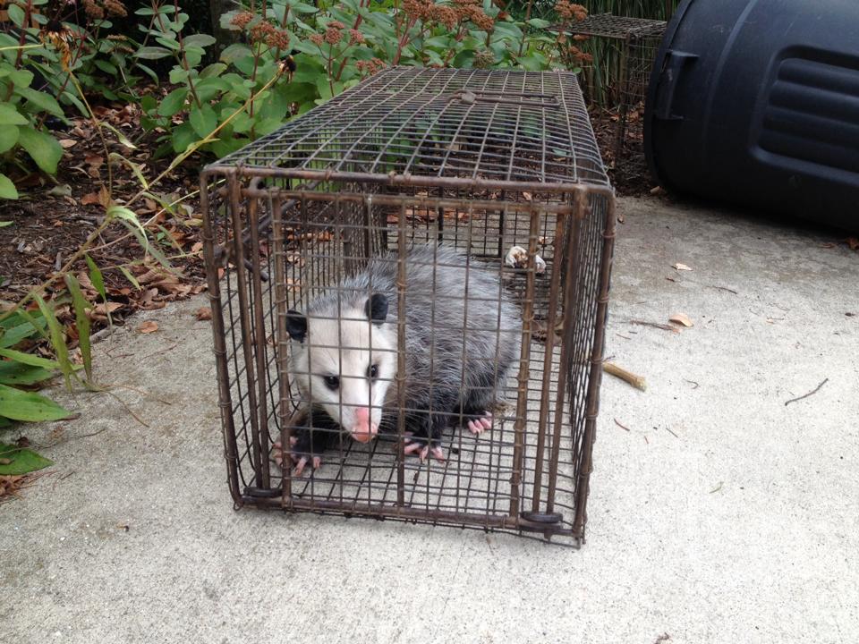 Carl's Wildlife Control Image