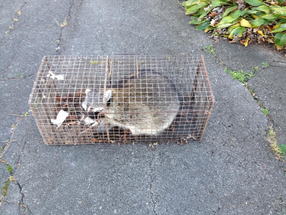 Carl's Wildlife Control Image
