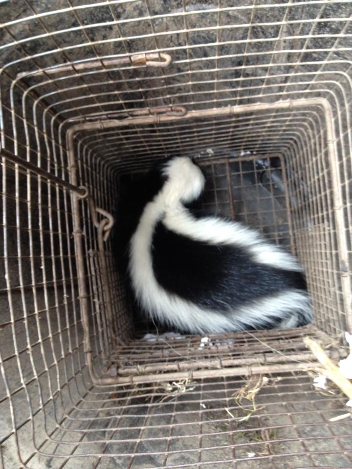 Carl's Wildlife Control Image