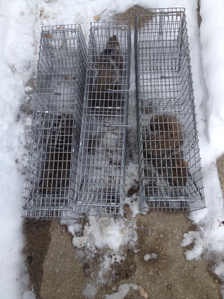 Carl's Wildlife Control Image