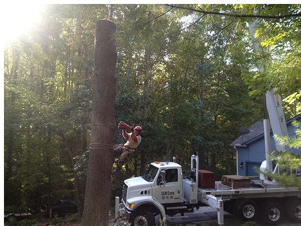 All Pro Tree & Crane Image