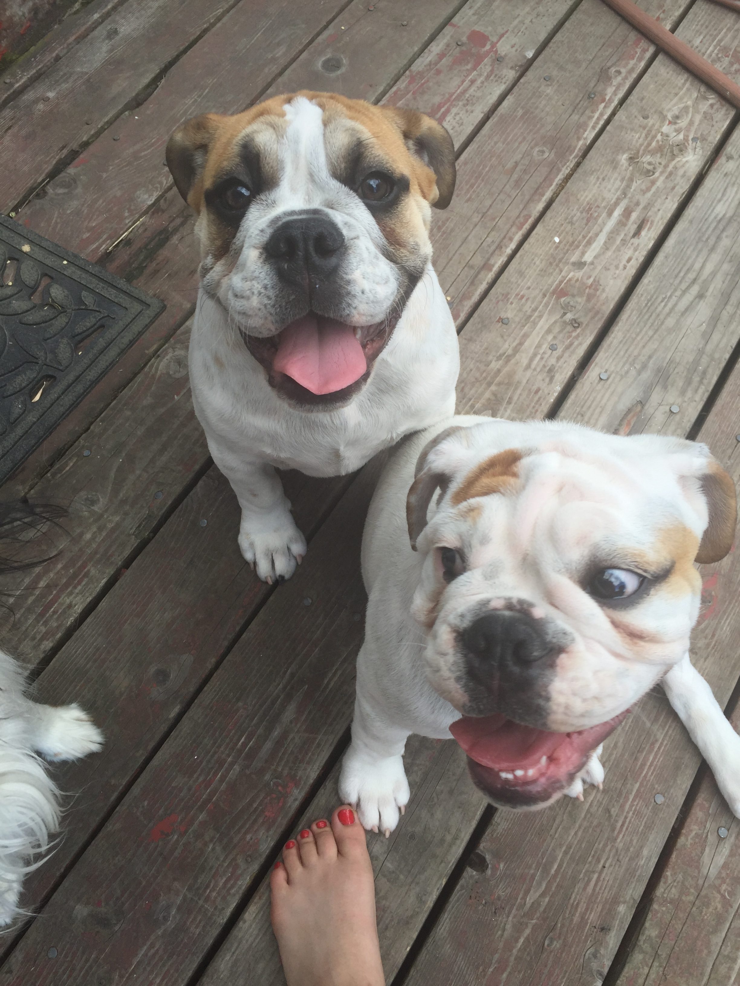 emBARK Dog Endeavors Image