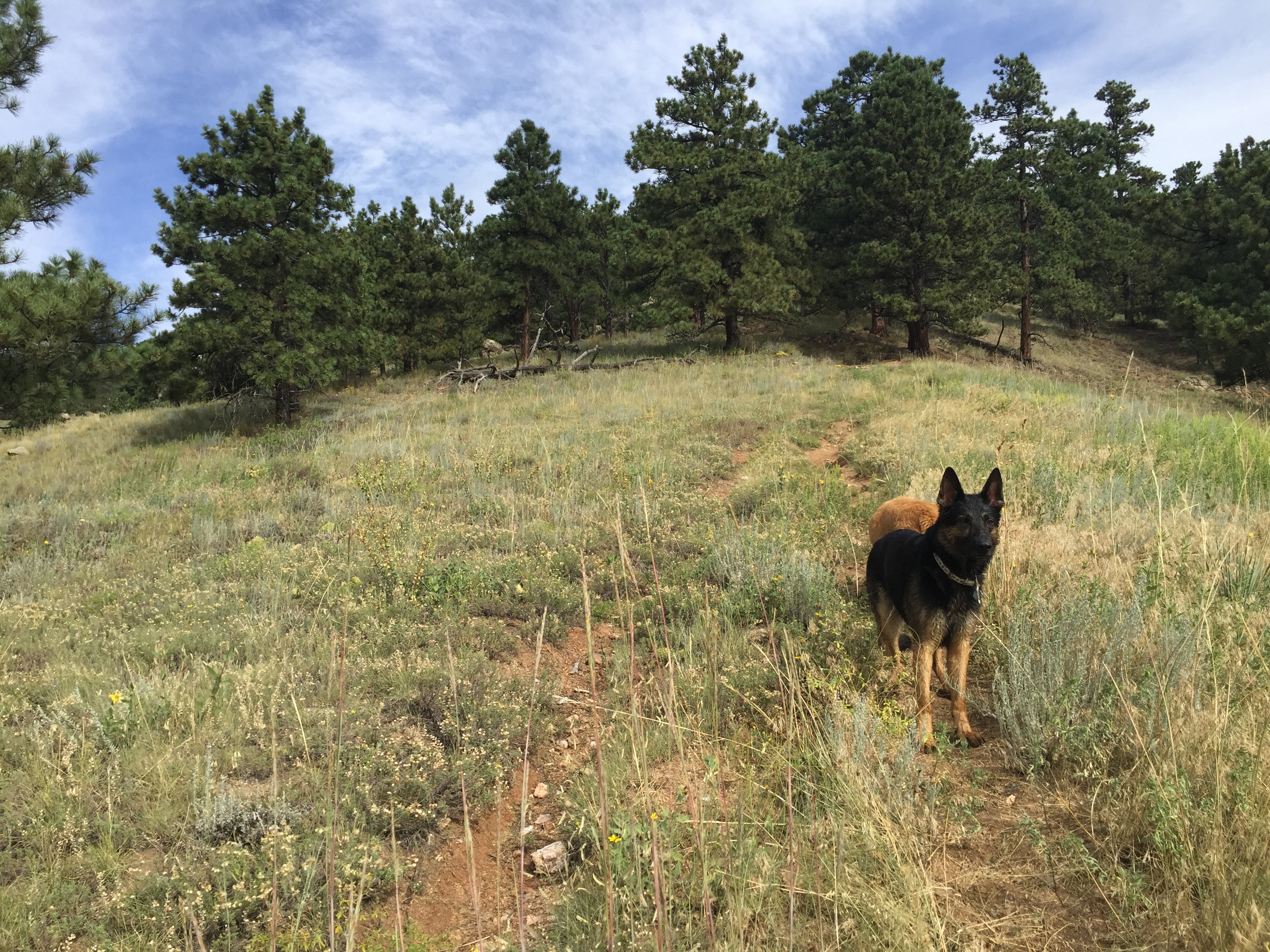 emBARK Dog Endeavors Logo