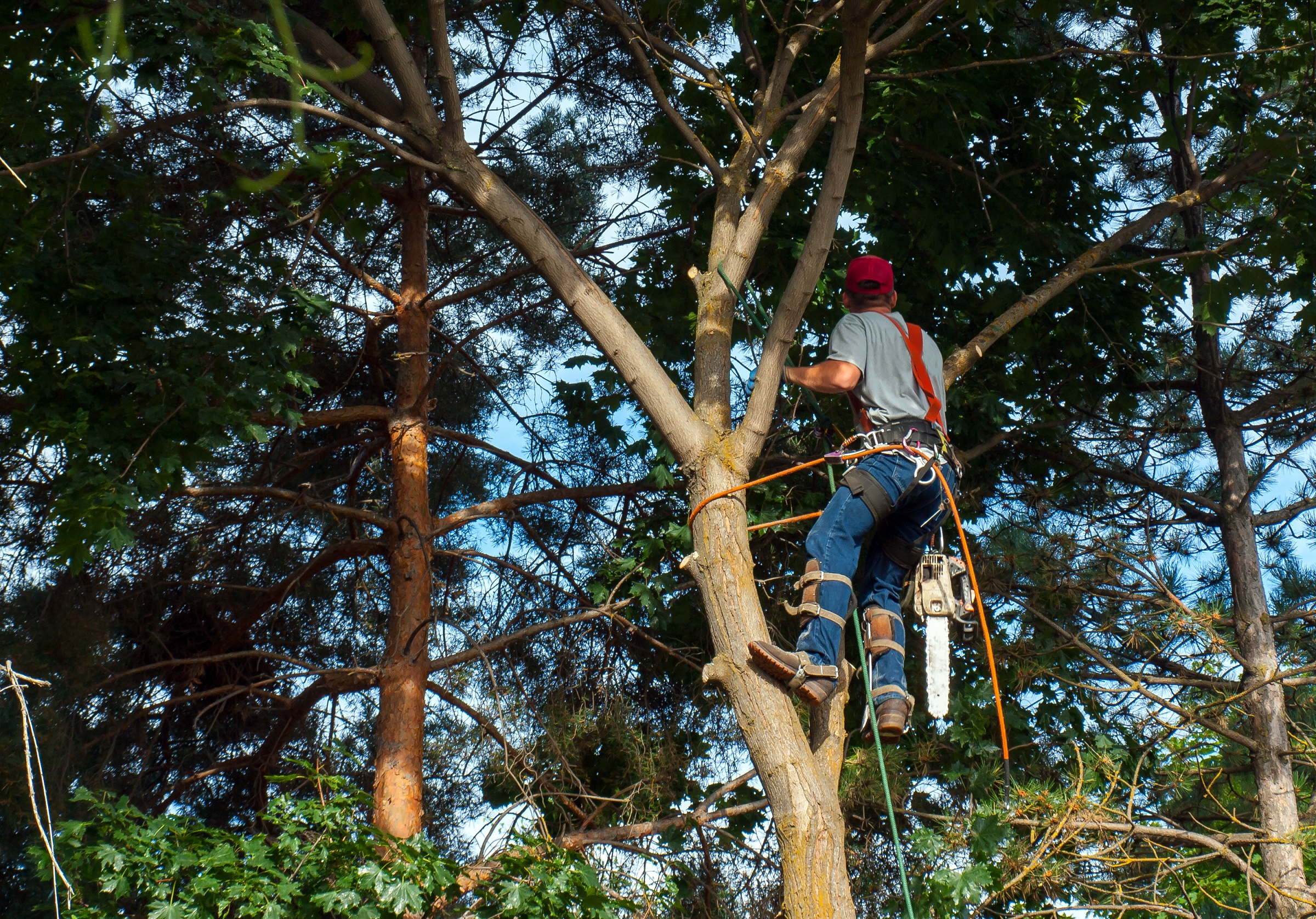 Signature ILL Tree Services, Inc & Landscaping Image