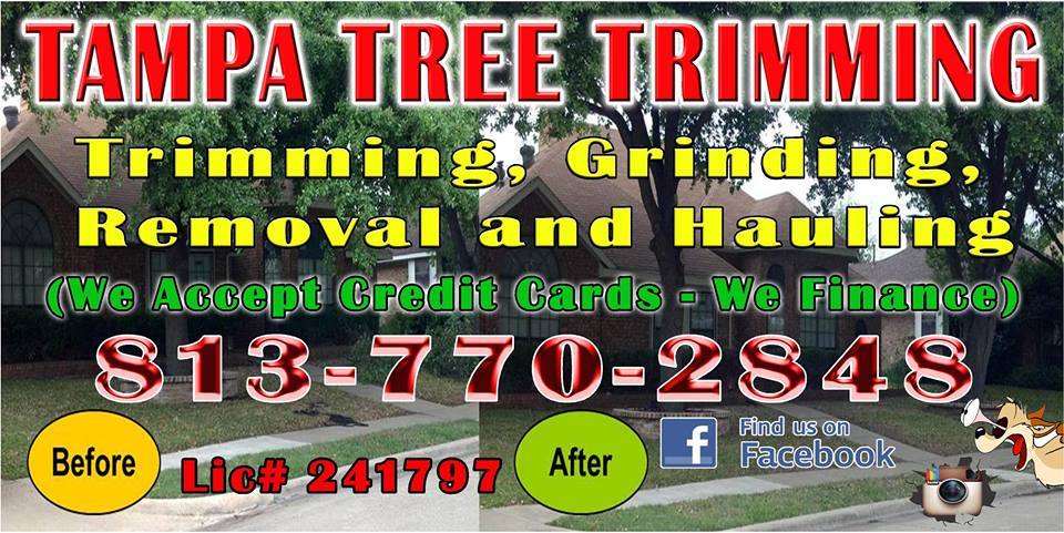 Tampa Tree Trimming & Services Inc Image
