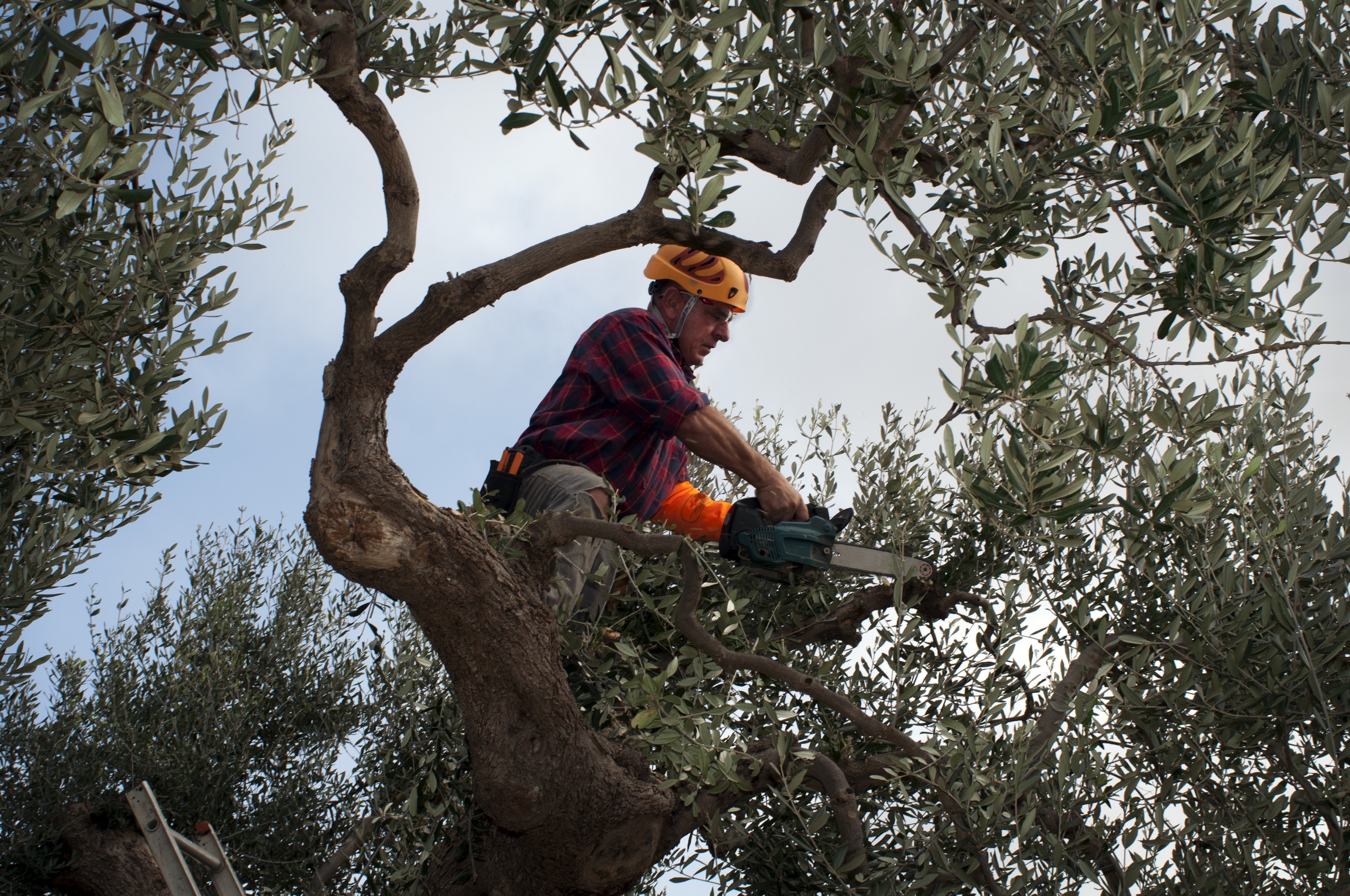 Tampa Tree Trimming & Services Inc Image