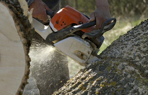 Tampa Tree Trimming & Services Inc Image