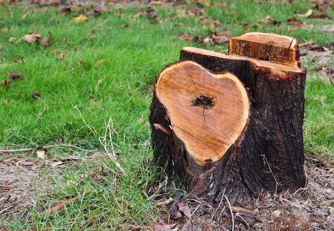 Tampa Tree Trimming & Services Inc Image