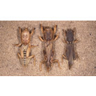A Do It Yourself Pest Control Store Image