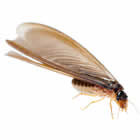 A Do It Yourself Pest Control Store Image