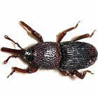 A Do It Yourself Pest Control Store Image
