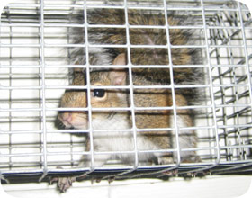 N & J Wildlife Removal Image