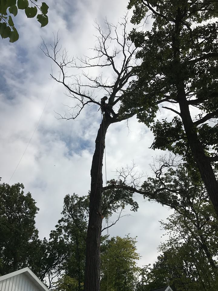 C & B Tree Care Image