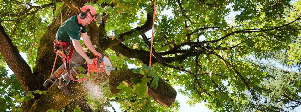 Angeles Tree Service, Inc Image