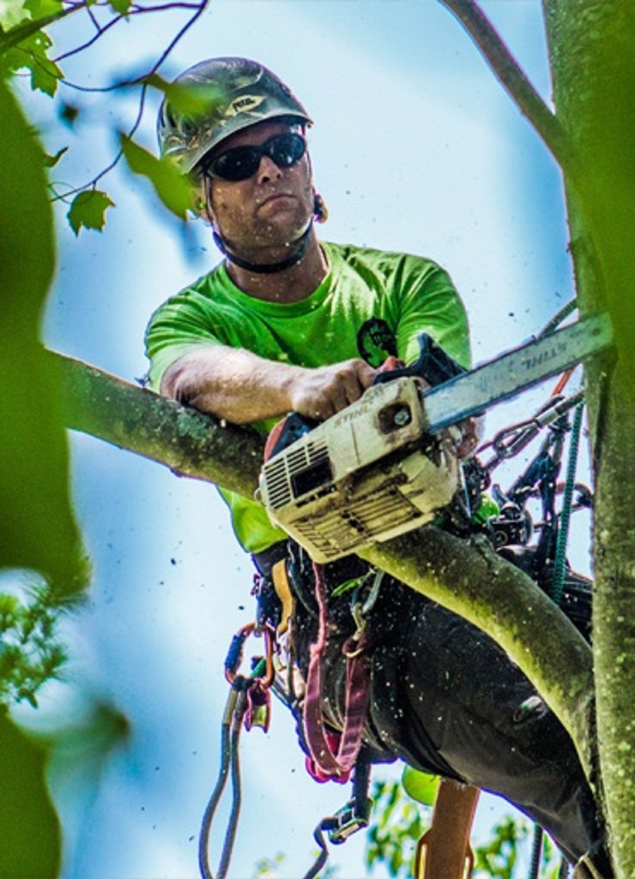 M&M Tree Cutting Image