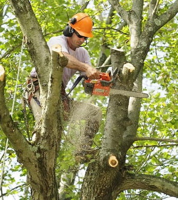 M&M Tree Cutting Image