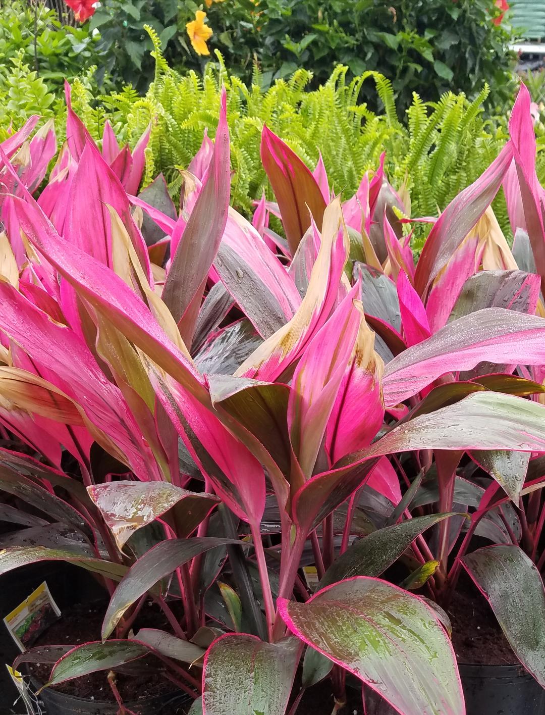 Andrews Lawn Mowing Image