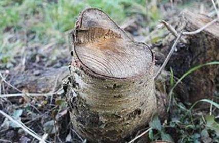 Cincinnati Tree Removal Image
