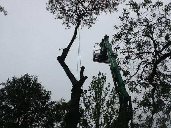 Highlander Tree Care Image