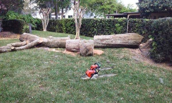 Highlander Tree Care Image