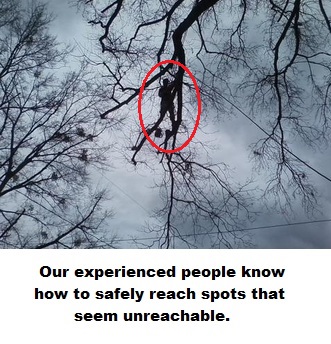 All Pro Tree Service Image