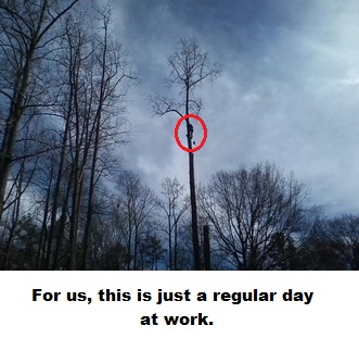 All Pro Tree Service Image