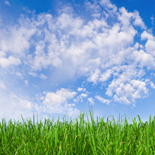 Orchid Cleaning Service Image