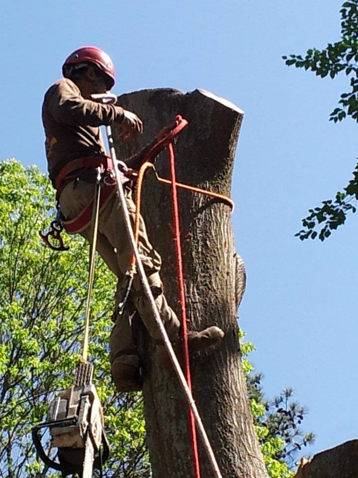 Morgantown Tree Service Image