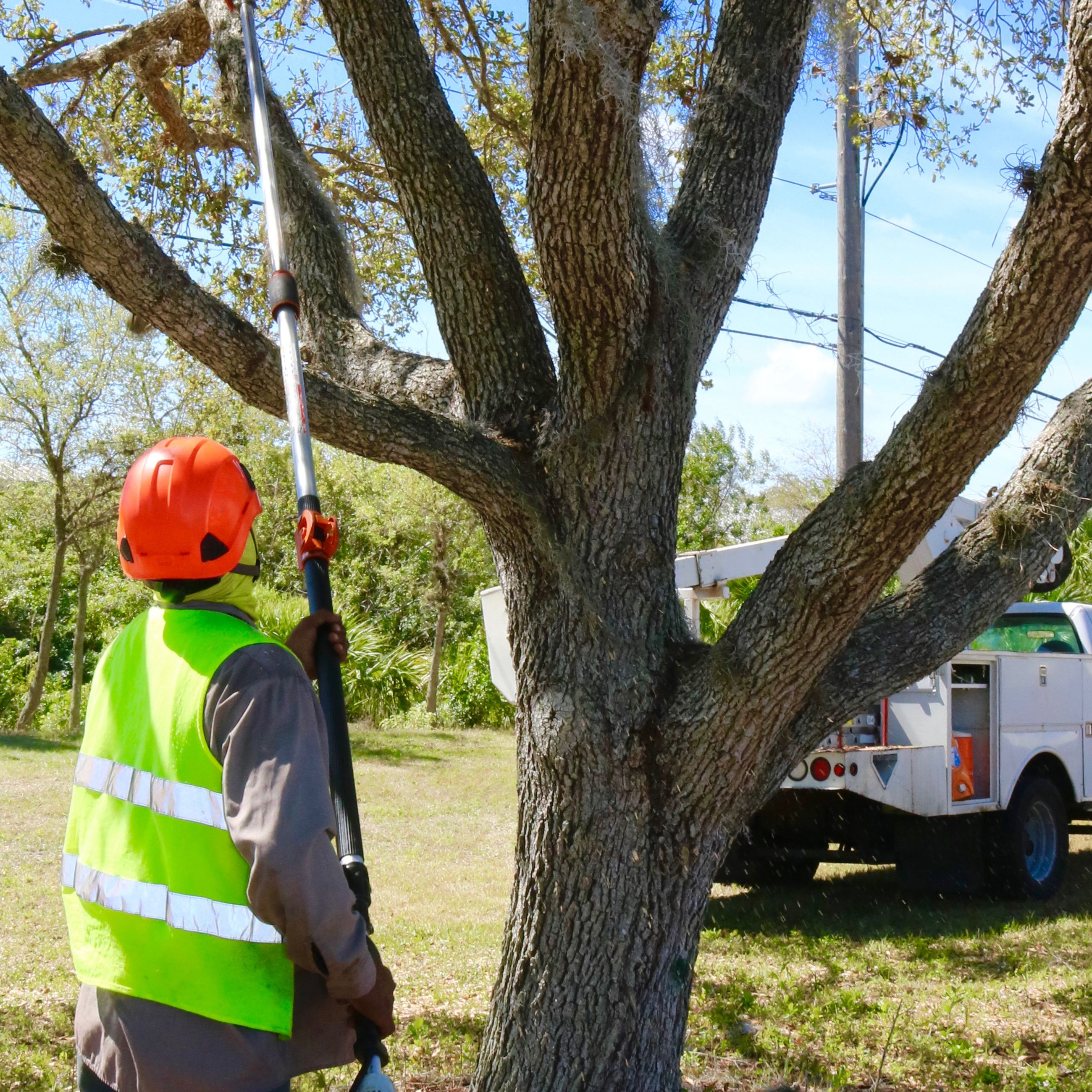 Affordable Palm Service, Inc Image