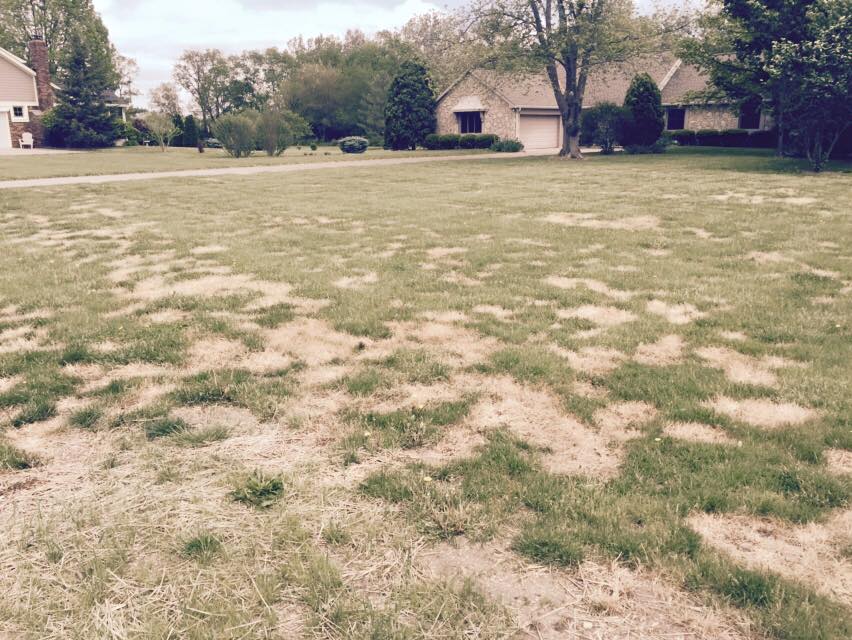 GreenPal Lawn Care Image