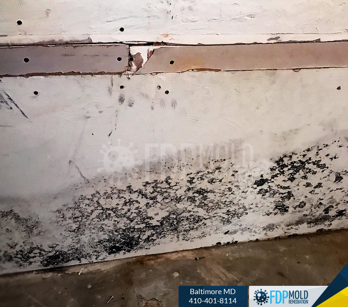 FDP Mold Remediation of Baltimore Image