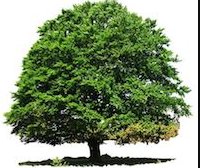Trinity Tree Service Baton Rouge Logo