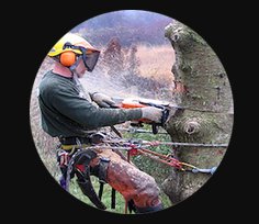 Trinity Tree Service Baton Rouge Image