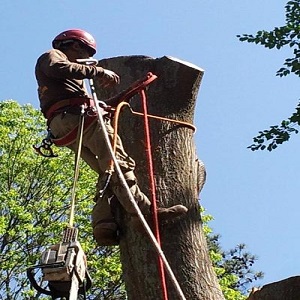 Morgantown Tree Service Image