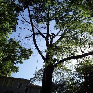 Morgantown Tree Service Image