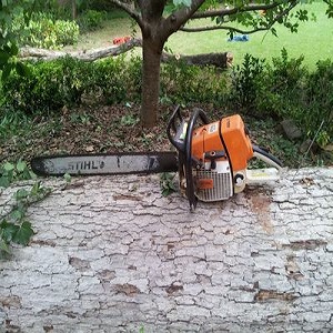 Morgantown Tree Service Image