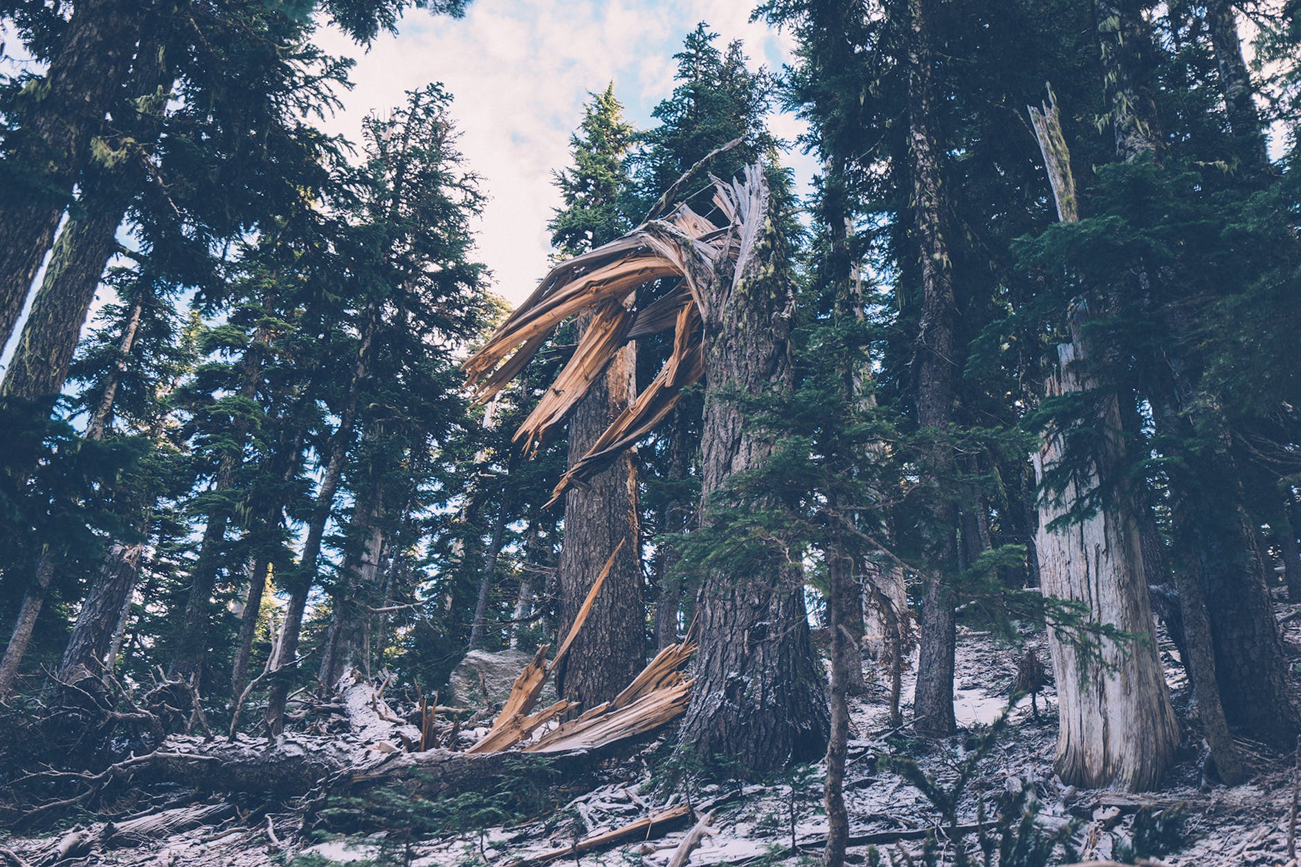 Hudson Valley Tree Removal Image