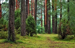 Tree Service Pros Concord Image