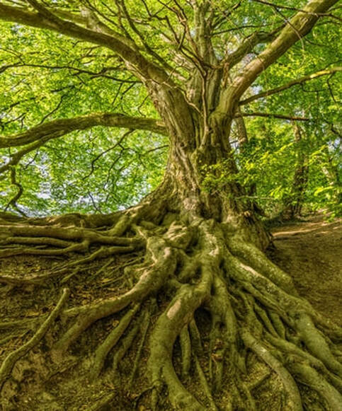 Tree Service Pros Concord Image