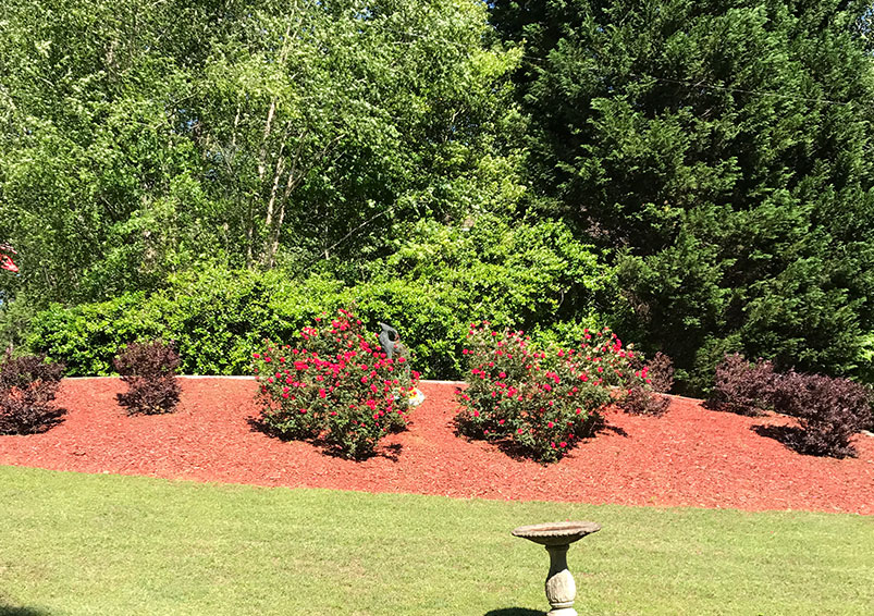 Dolphin Garden Landscape Image