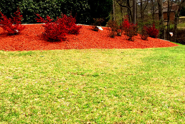 Dolphin Garden Landscape Image