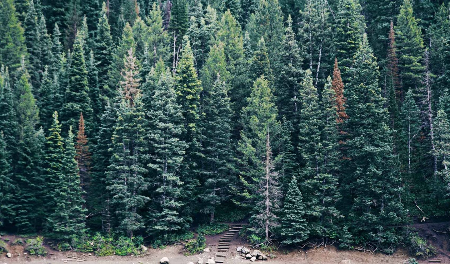 Portland Tree Consulting Image