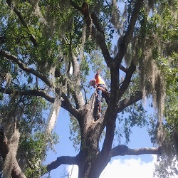 Linbergh's Tree Service Greensboro Image
