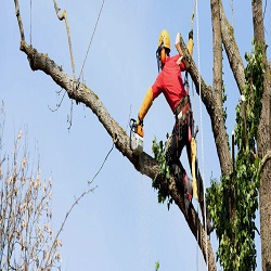 Linbergh's Tree Service Greensboro Image