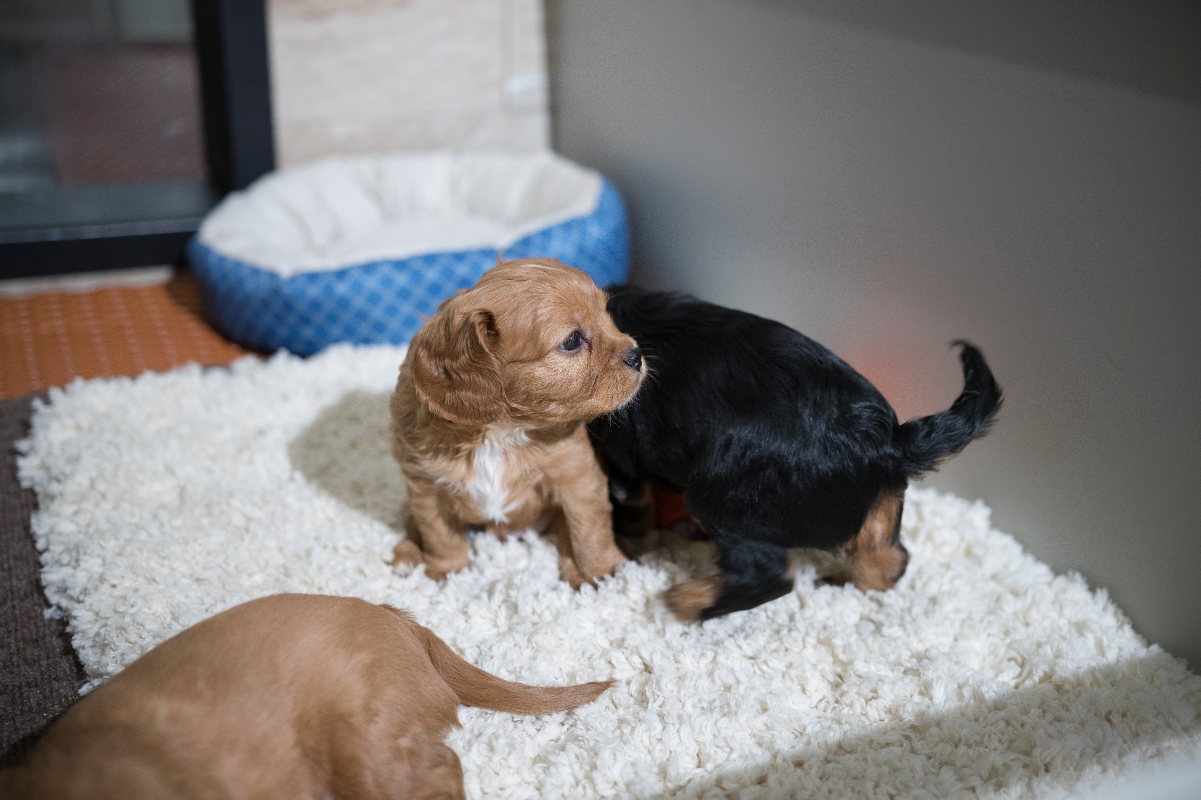 5 Star Canine - Puppies for Sale in Indiana