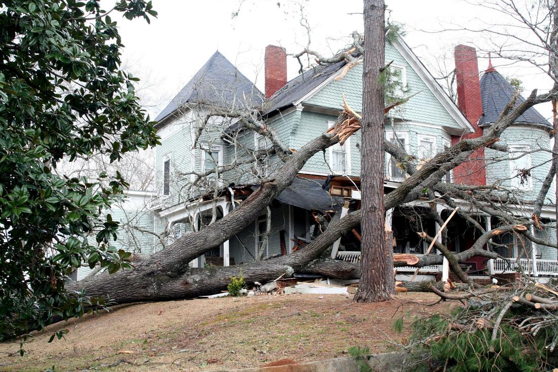 Jupiter Tree Removal Service Image