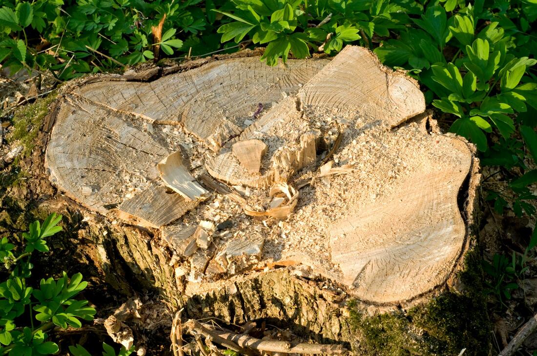 Jupiter Tree Removal Service Image