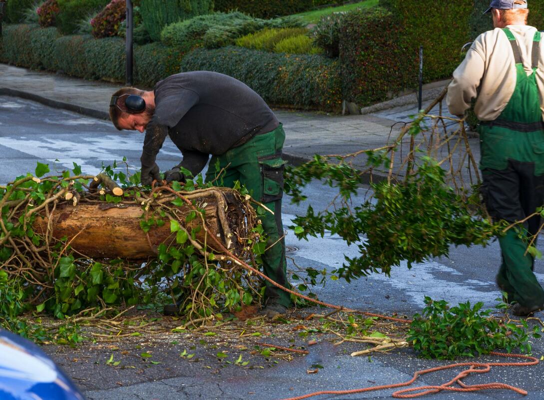 Jupiter Tree Removal Service Image
