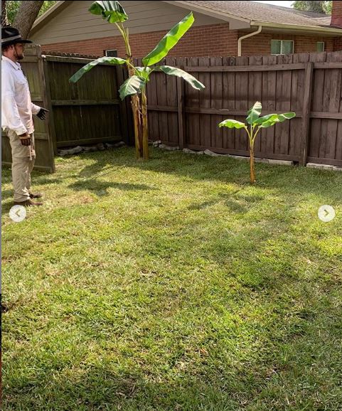 Your Lawn Escape Image