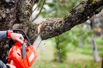 Yonkers Tree Pros Image